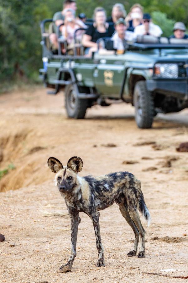 Shindzela Tented Camp Timbavati Game Reserve Exterior foto